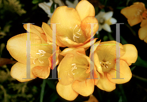 Picture of Freesia x hybrida 