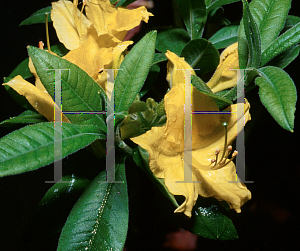 Picture of Rhododendron (subgenus Azalea) 'Nancy Waterer'