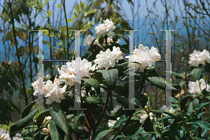 Picture of Rhododendron minus 