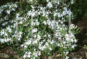 Picture of Rhododendron atlanticum 