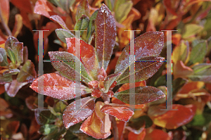 Picture of Rhododendron atlanticum 