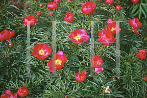 Picture of Paeonia x smouthii 