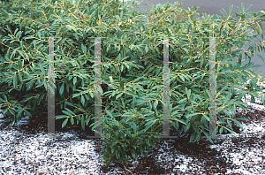 Picture of Prunus laurocerasus 'Zabeliana'