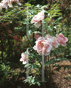 Picture of Paeonia suffruticosa 