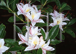 Picture of Rhododendron arborescens 