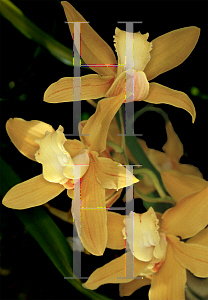 Picture of Cymbidium x 