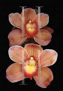 Picture of Cymbidium x 