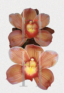 Picture of Cymbidium x 