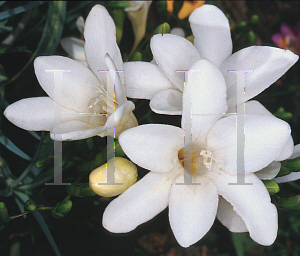 Picture of Freesia x hybrida 