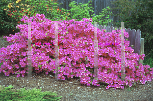 Picture of Rhododendron (subgenus Azalea) 'Purple Splendor'