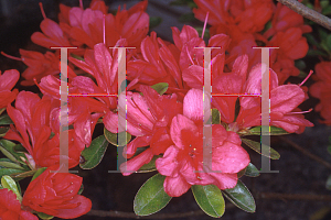 Picture of Rhododendron (subgenus Azalea) 'Hershey Red'