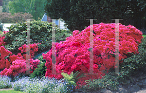 Picture of Rhododendron x obtusum 'Hinodegire'