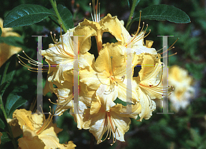 Picture of Rhododendron (subgenus Azalea) 'Nancy Waterer'