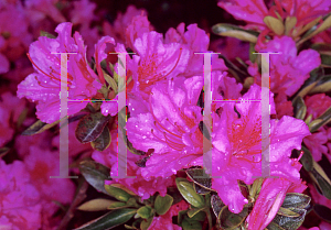 Picture of Rhododendron (subgenus Azalea) 'Purple Splendor'