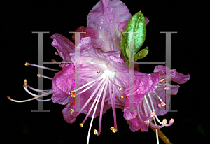 Picture of Rhododendron mucronulatum 