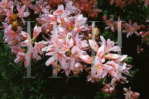 Picture of Rhododendron kaempferi 