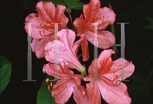 Picture of Rhododendron kaempferi '~Species'