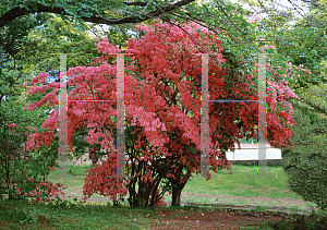 Picture of Rhododendron kaempferi 