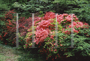 Picture of Rhododendron kaempferi 