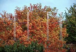 Picture of Viburnum opulus 'Roseum'