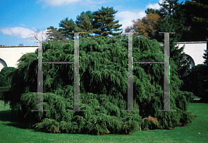 Picture of Tsuga canadensis 'Pendula'