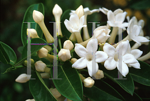 Picture of Stephanotis floribunda 