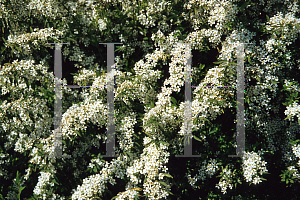 Picture of Spiraea thunbergii 