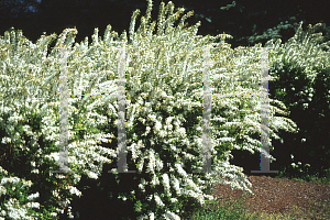 Picture of Spiraea thunbergii 