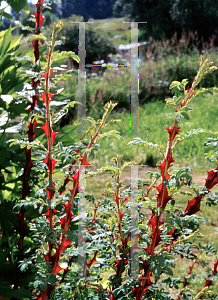 Picture of Rosa sericea ssp. omeiensis f. pteracantha 