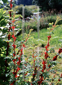 Picture of Rosa sericea ssp. omeiensis f. pteracantha 