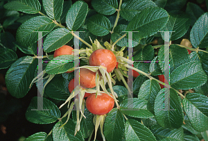 Picture of Rosa rugosa 'Alba'