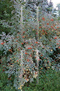 Picture of Rosa glauca 