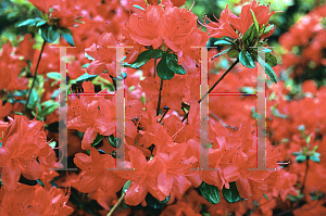 Picture of Rhododendron stewartianum 