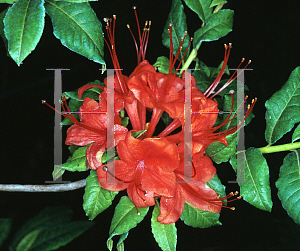 Picture of Rhododendron prunifolium 