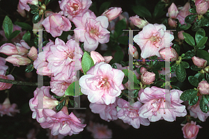 Picture of Rhododendron (subgenus Azalea) 'Rosebud'