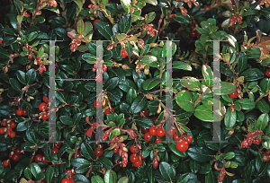 Picture of Vaccinium vitis-idaea 