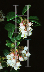 Picture of Vaccinium vitis-idaea 