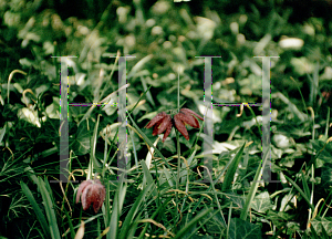 Picture of Fritillaria meleagris 