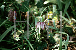 Picture of Fritillaria meleagris 