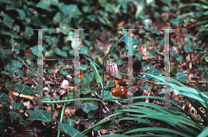 Picture of Fritillaria meleagris 