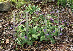 Picture of Pulmonaria saccharata 