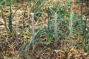Picture of Allium vineale 