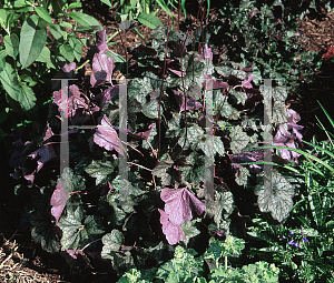 Picture of Heuchera americana 'Pewter Veil'