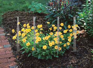 Picture of Coreopsis auriculata 