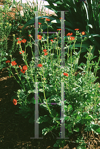 Picture of Geum chiloense 'Mrs. Bradshaw'