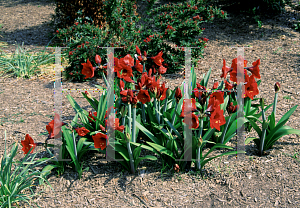 Picture of Hippeastrum x hybridum 