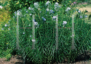 Picture of Amsonia hubrichtii 