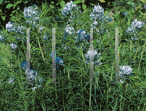 Picture of Amsonia hubrichtii 