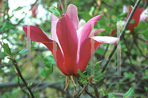 Picture of Magnolia liliiflora 'Nigra'