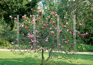 Picture of Magnolia liliiflora 'Nigra'